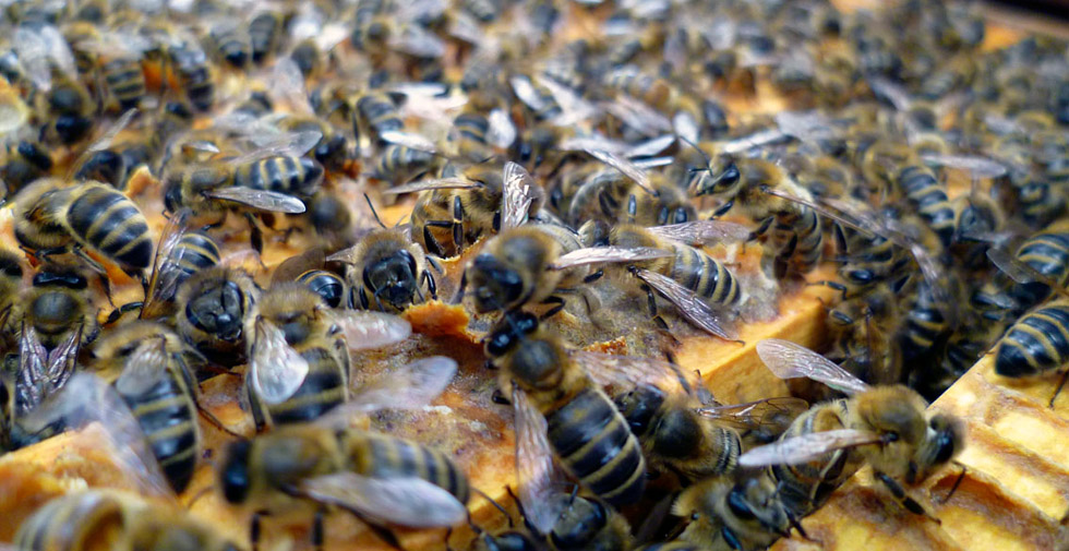 Bee workers