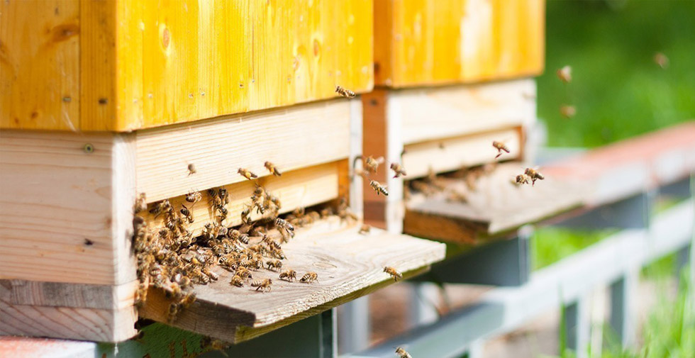 Beehive apiary