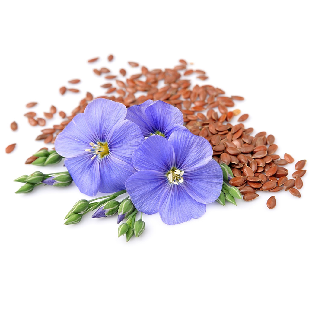 Flax (seeds / bee pasture) - 0.5 kg