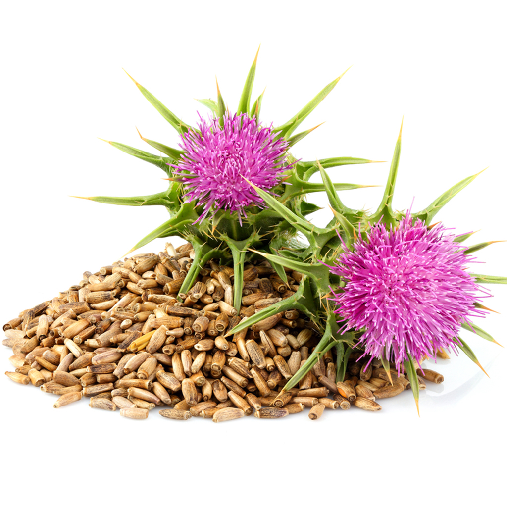 Milk Thistle (seeds / bee forage) - 0.5 kg