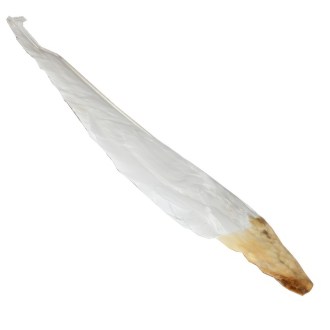 Goose feather for brushing bee frames