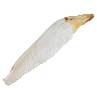 Goose feather for brushing bee frames