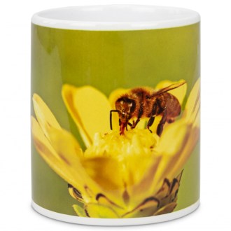 Cup ApiSina bee on yellow blossom
