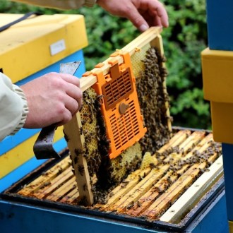 IzoVar - Universal Queen Bee Isolator