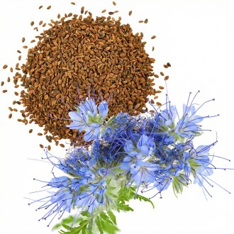 Phacelia tanacetifolia seeds - 1 kg