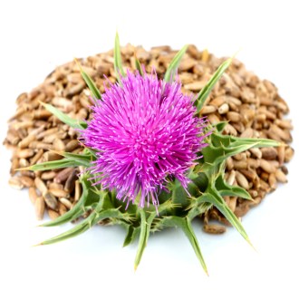 Milk Thistle (seeds / bee forage) - 0.5 kg