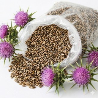 Milk Thistle (seeds / bee forage) - 0.5 kg