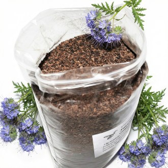 Phacelia tanacetifolia seeds - 1 kg