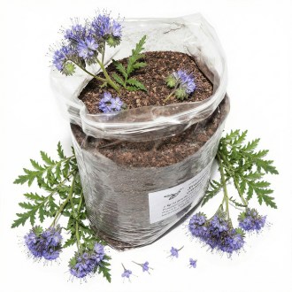 Phacelia tanacetifolia seeds - 1 kg