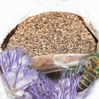 Phacelia tanacetifolia seeds - 1 kg