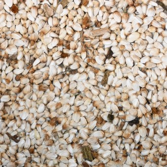Safflower (seeds / bee pasture) - 0.5 kg