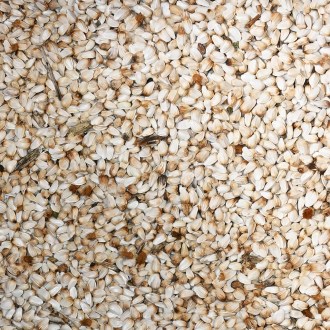 Safflower (seeds / bee pasture) - 0.5 kg
